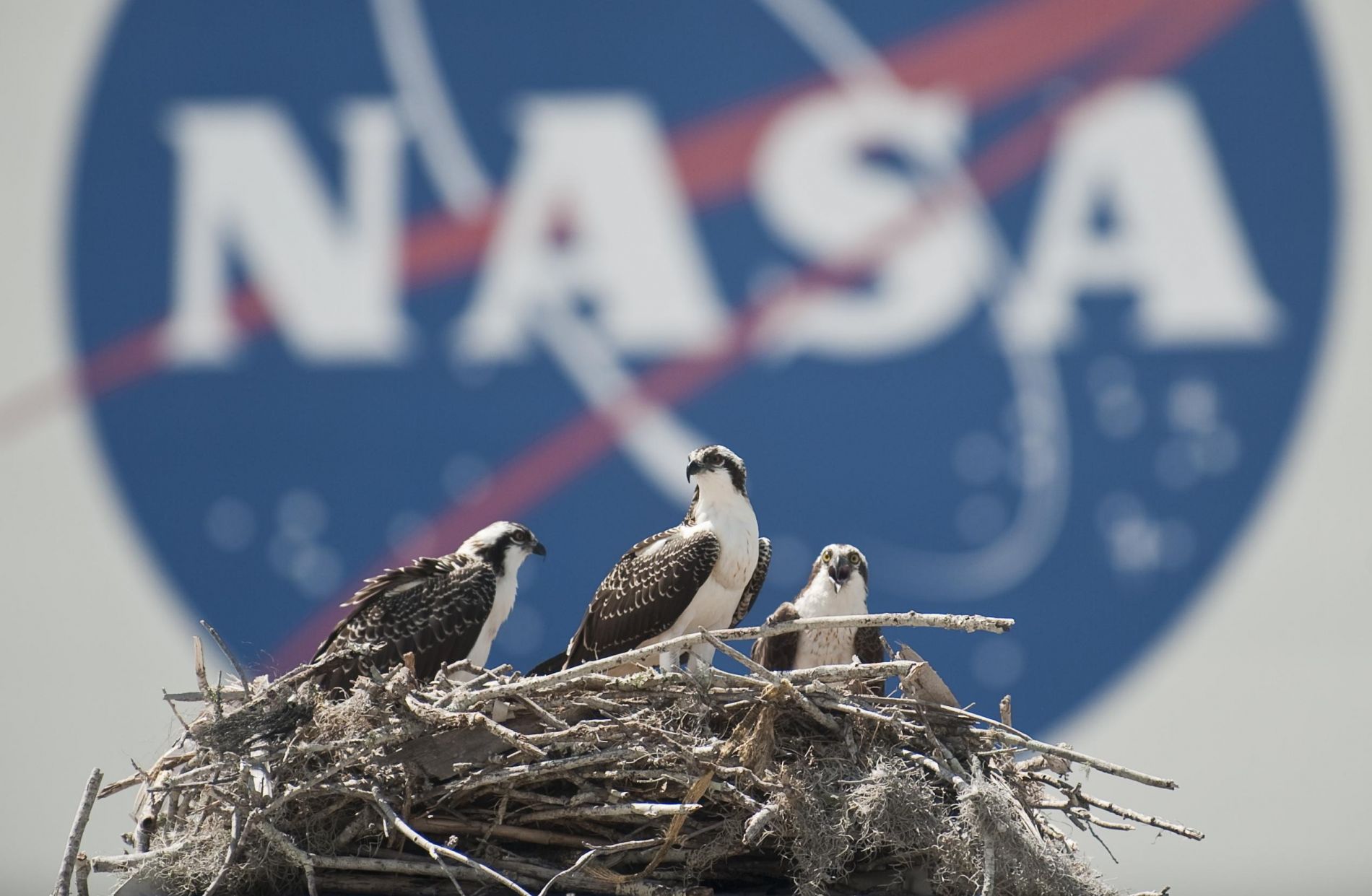 NASA Hawks