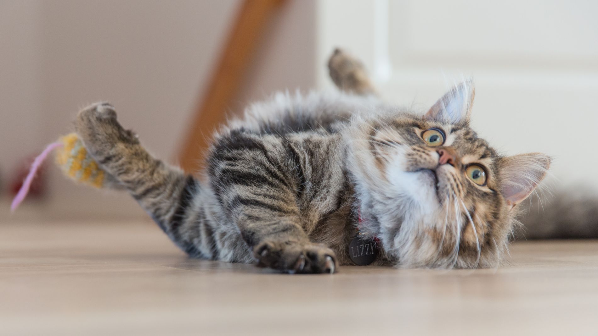 Cat Slipping Over