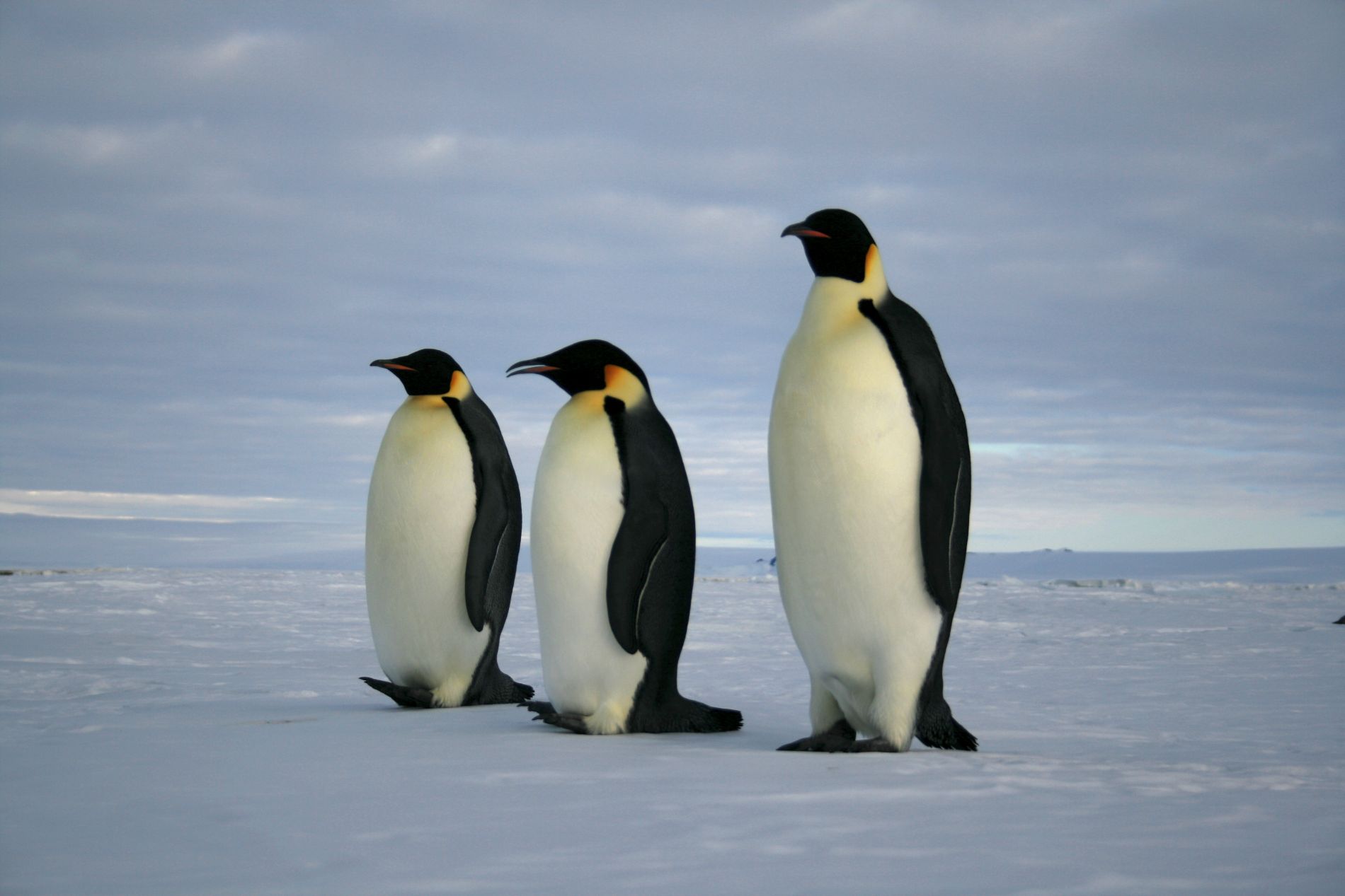 Emperor penguins by Lin Padgham via Wikimedia Commons