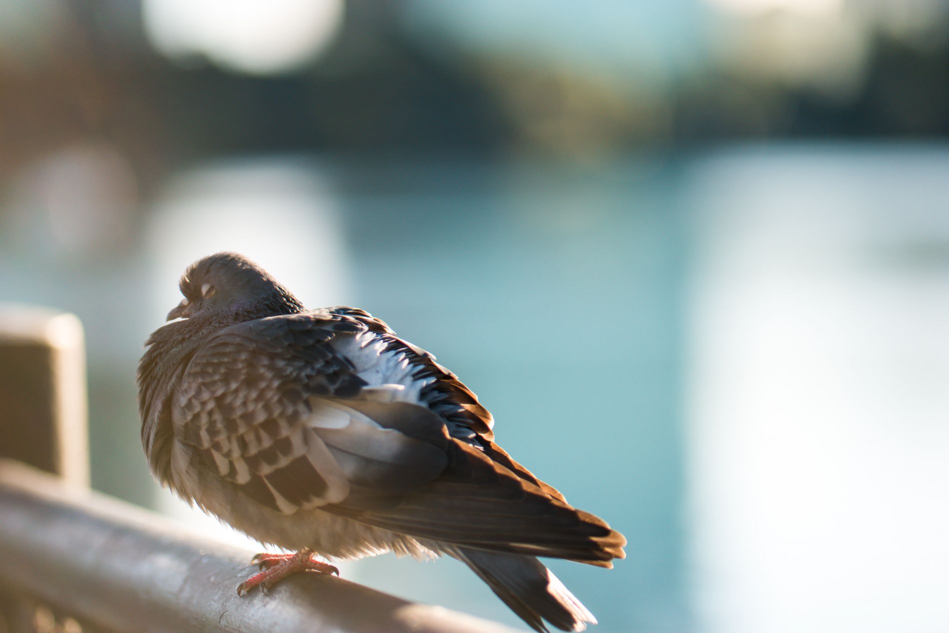 Pigeon by Daniel Ruyter