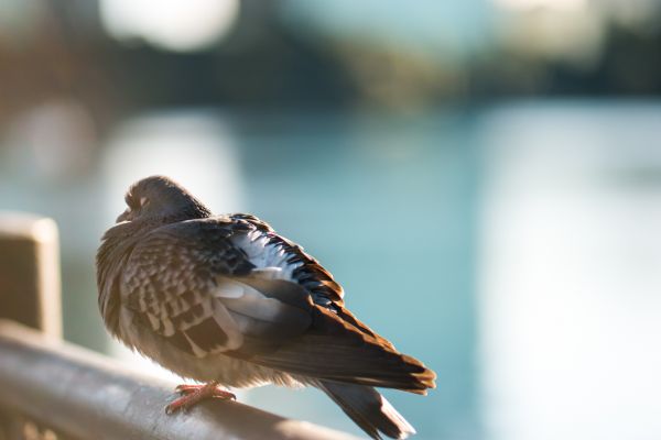 Image for Make the Google Pigeon update work for you!