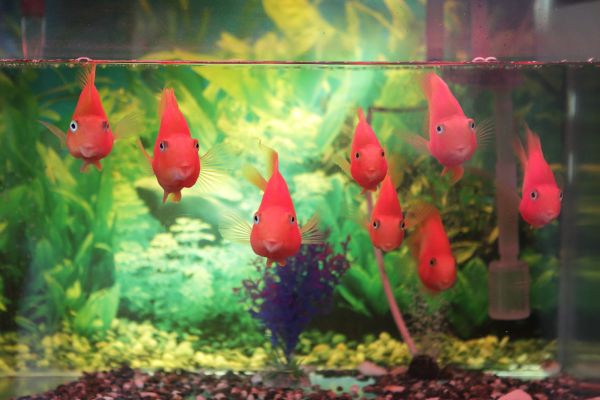 Image for Casino hacked through a fish tank